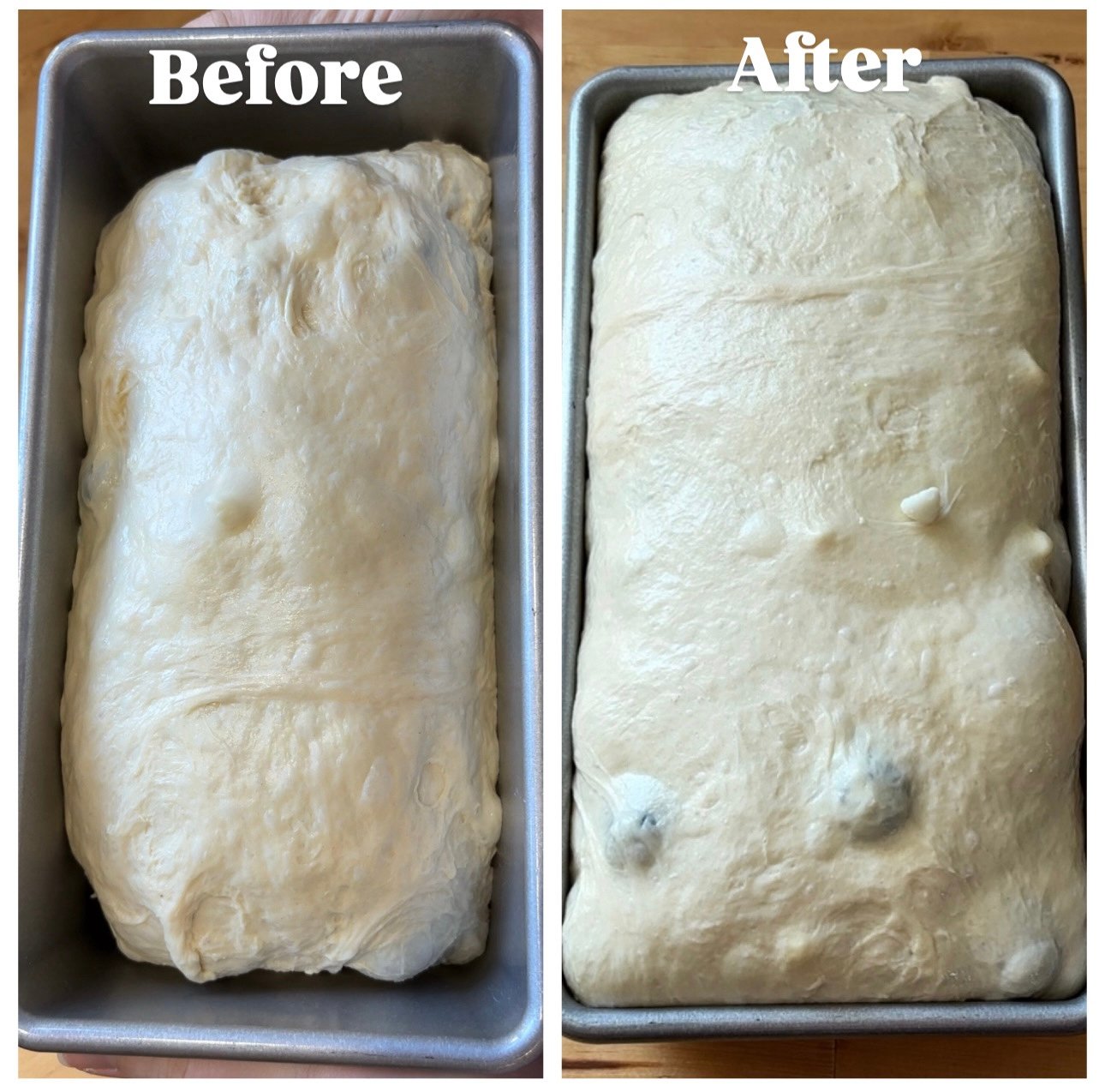before and after proofing dough for Lemon Blueberry Sourdough Loaf